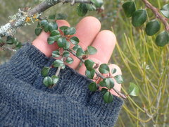 Cotoneaster encavei