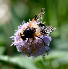 Volucella pellucens
