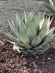Agave applanata