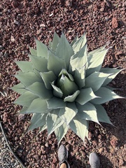Agave applanata