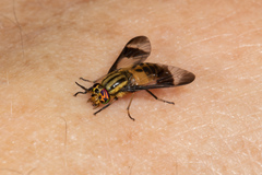 Chrysops geminatus