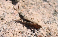Chorthippus vagans