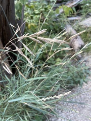 Thinopyrum intermedium