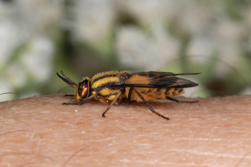 Gemeni Deer Fly photo 2