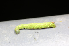 Cypoides chinensis