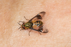 Chrysops geminatus