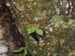 Drymoanthus flavus