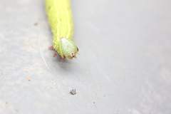 Cypoides chinensis