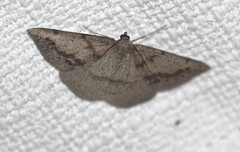 Taxeotis perlinearia