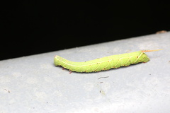 Cypoides chinensis
