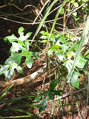 Brachychiton acerifolius