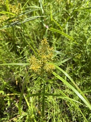Cyperus