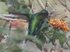 Chlorostilbon lucidus