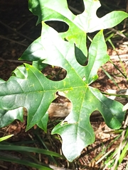 Brachychiton acerifolius