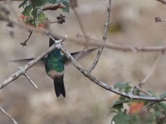 Chlorostilbon lucidus