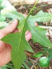 Brachychiton acerifolius