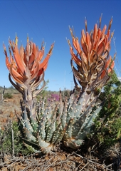 Aloe longistyla