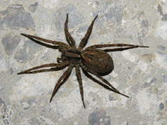 Pavocosa
