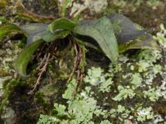 Drymoanthus flavus