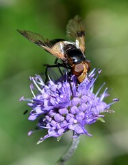 Volucella pellucens