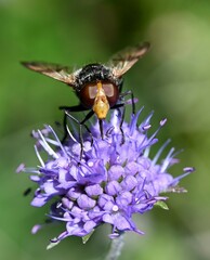 Volucella pellucens