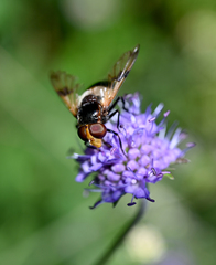Volucella pellucens