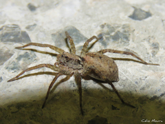 Pavocosa