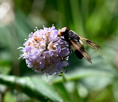 Volucella pellucens