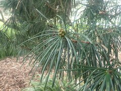 Sciadopitys verticillata