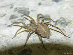 Pavocosa
