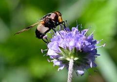 Volucella pellucens