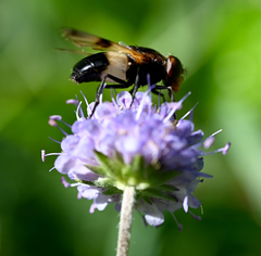 Volucella pellucens