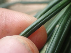 Sciadopitys verticillata