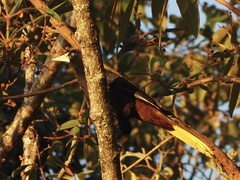 Psarocolius decumanus