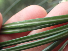 Sciadopitys verticillata