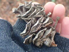 Sciadopitys verticillata