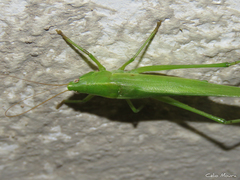 Neoconocephalus