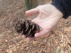 Sciadopitys verticillata