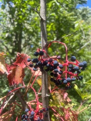Parthenocissus inserta