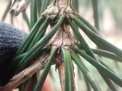 Sciadopitys verticillata