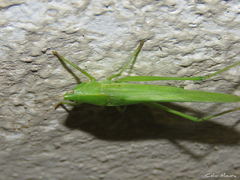 Neoconocephalus