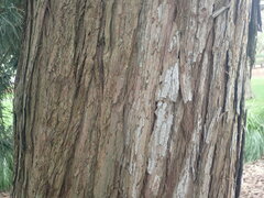 Sciadopitys verticillata