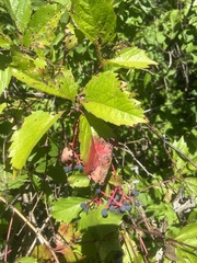 Parthenocissus inserta