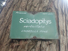 Sciadopitys verticillata