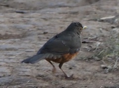 Turdus rufiventris