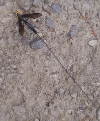 Megarhyssa atrata