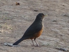 Turdus rufiventris