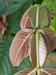 Myrapetra