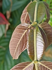 Myrapetra