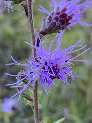 Liatris novae-angliae